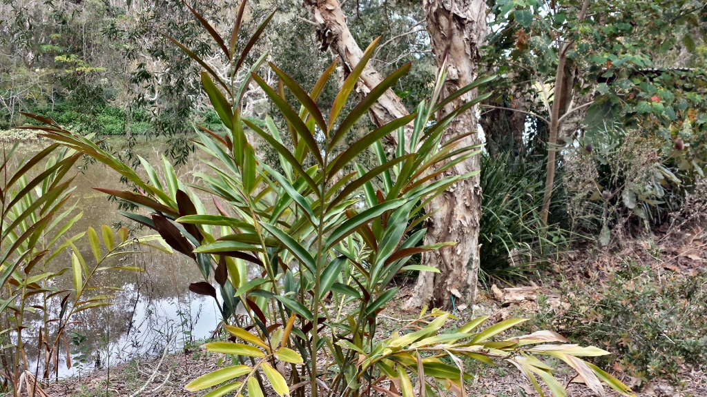 Alpinia caerulea - red-back native ginger is a great bush tucker plant