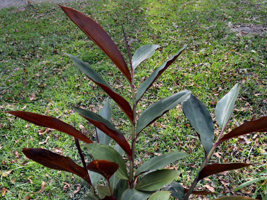 Alpinia caerulea - red back native ginger is edible and a good bush tucker plant