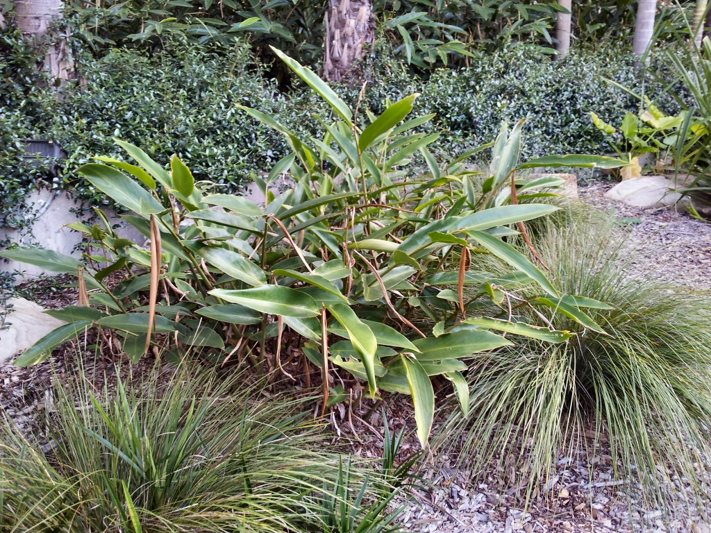 Alpinia sericea - native ginger