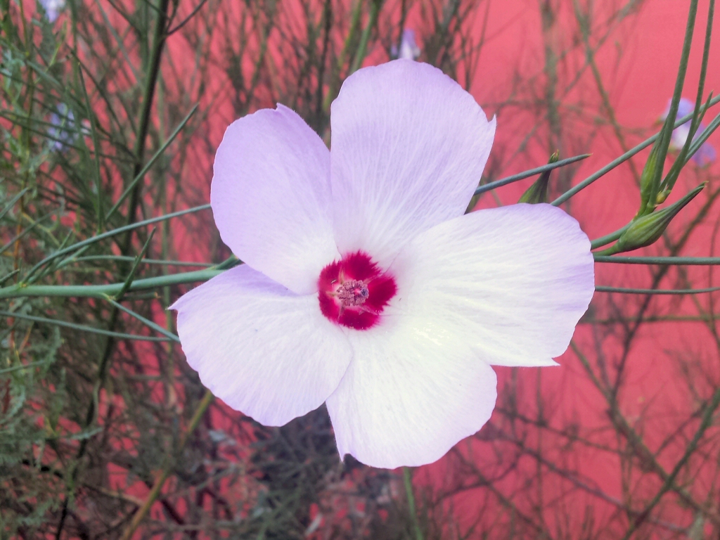 Alyogyne hakeifolia native hibiscus 'Melissa Anne'