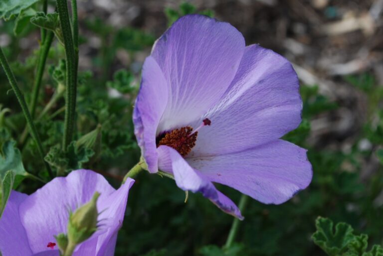 Australian Native Hibiscus | Gardening With Angus