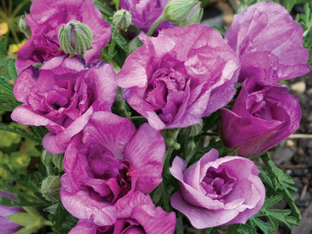 Alyogyne native hibiscus 'Delightfully Double'