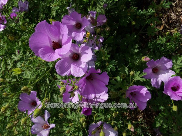 Alyogyne - native hibiscus - 'Karana'