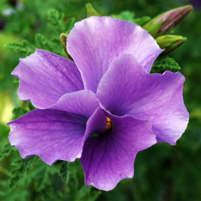 Alyogyne huegelii native hibiscus 'West Coast Gem'