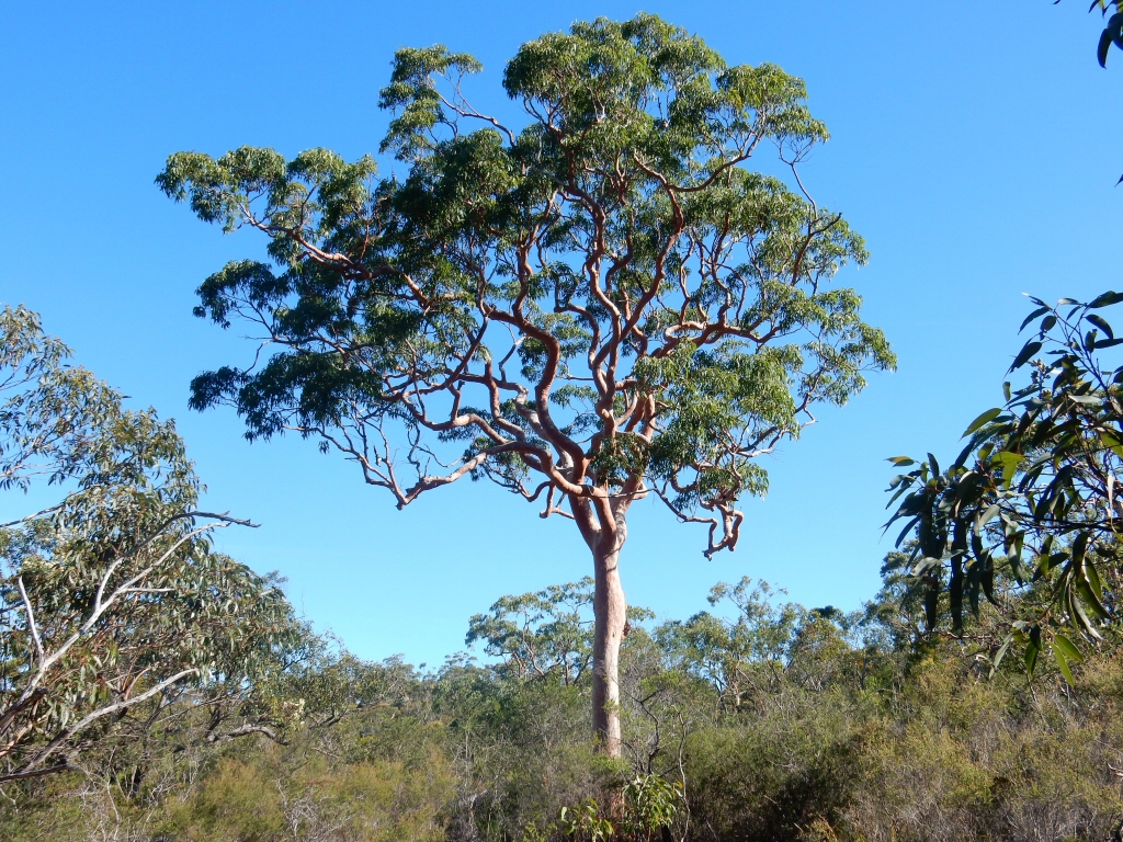 Top Ten Large Australian Trees