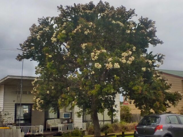 Angophora hispida - dwarf apple gum