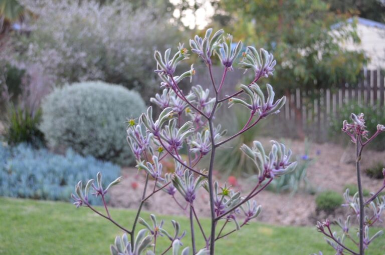 Anigozanthos flavidus ‘Landscape Lilac’ Kangaroo Paw Gardening With Angus