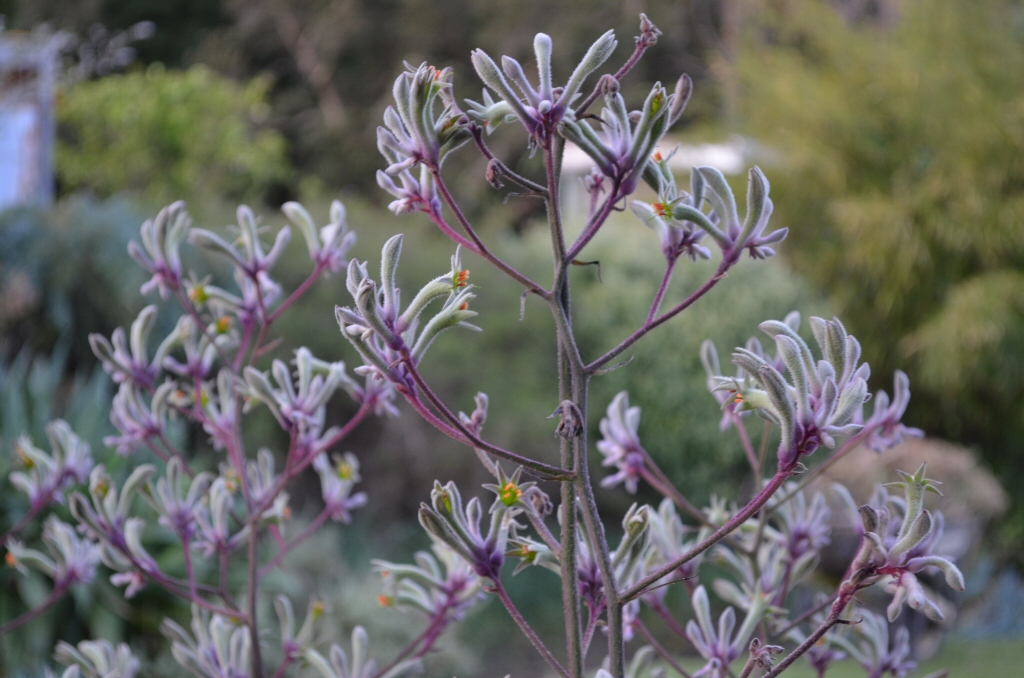 Anigozanthos Landscape Lilac is a tall and tough flavidus kangaroo paw