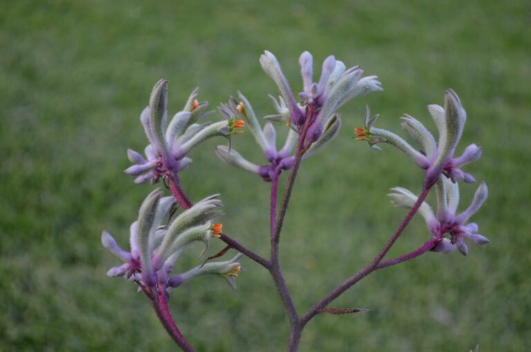 Anigozanthos flavidus ‘Landscape Lilac’ Kangaroo Paw