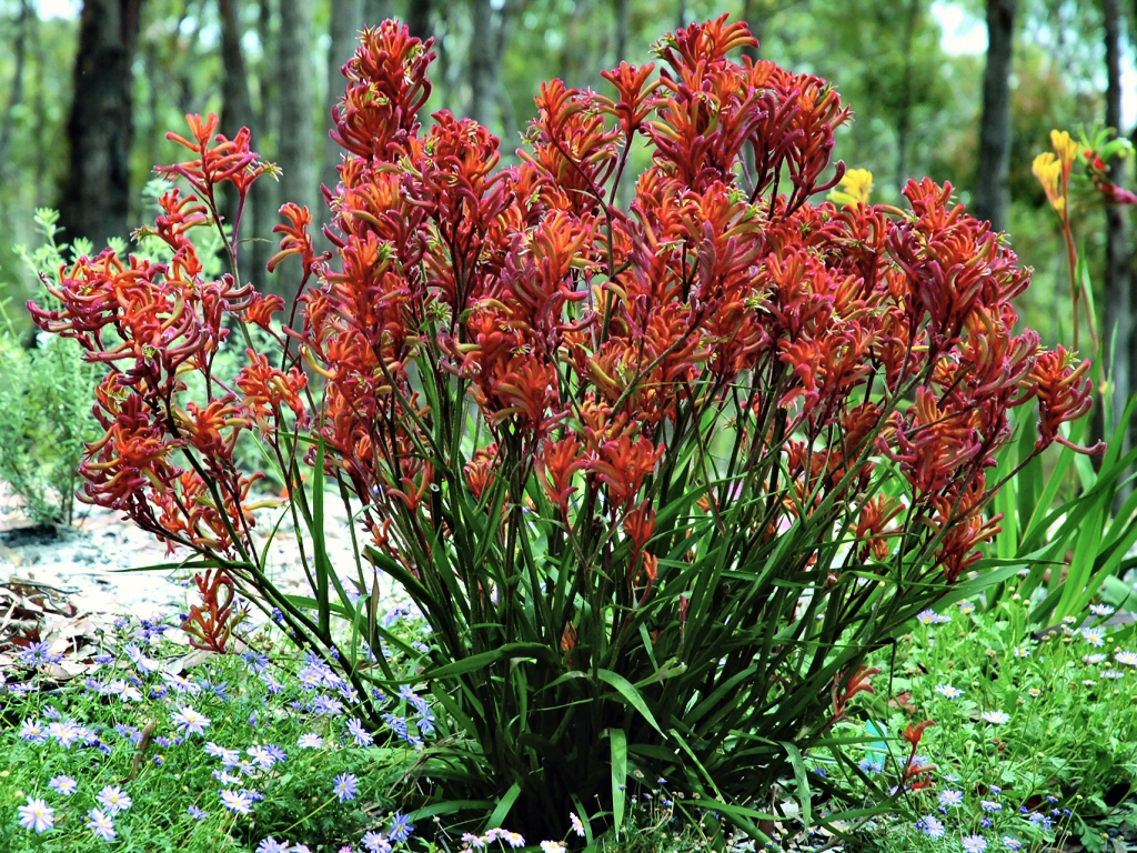 Anigozanthos 'Bush Blitz' is a medium sized variety with prolific flowering