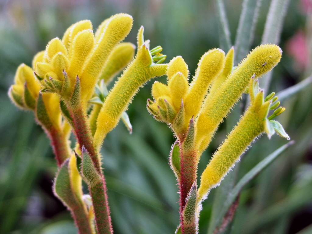 Anigozanthos 'Bush Bonanza' is a smaller kanagroo paw with bright yellow flowers