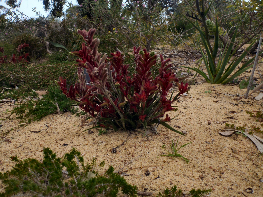 Anigozanthos kalbarriensis - cats paw