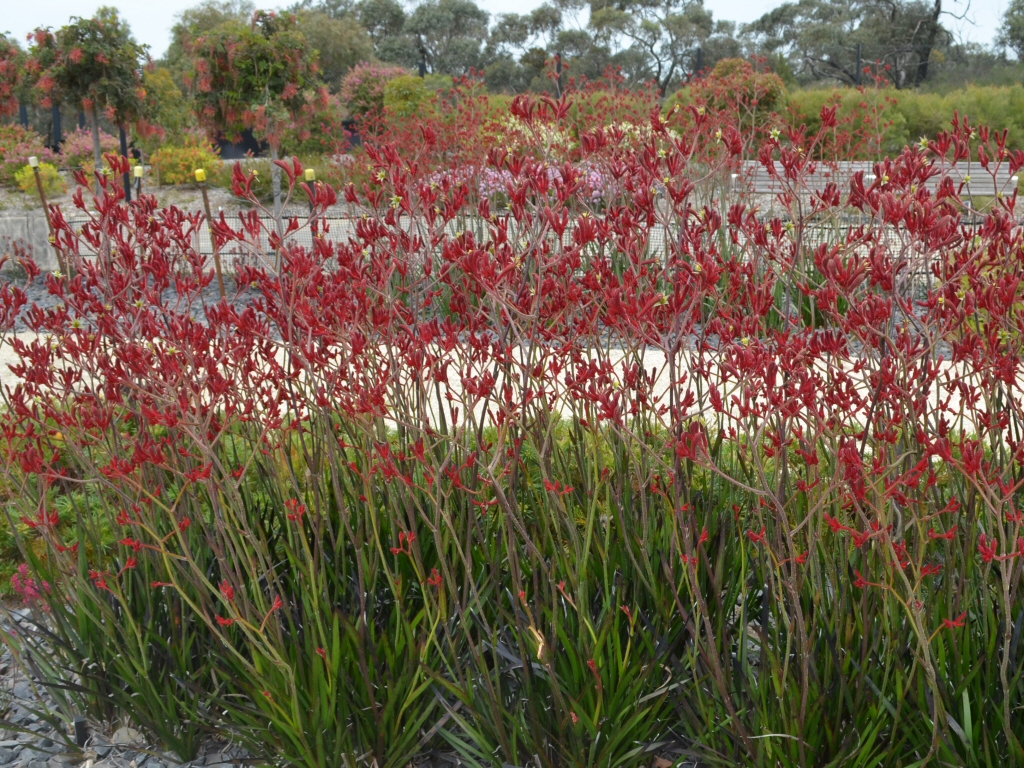 Anigozanthos Big Red Kangaroo Paw Gardening With Angus