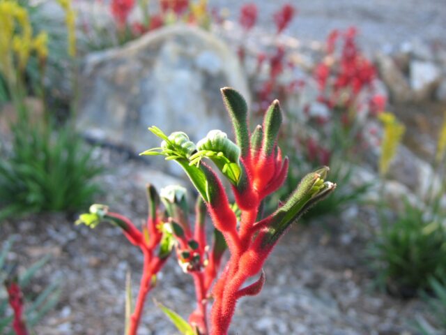 Anigozanthos ‘Bush Dance’ Kangaroo Paw Gardening With