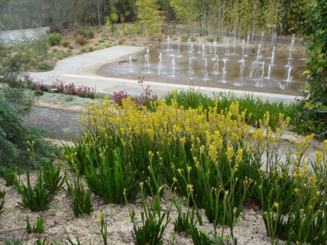 Anigozanthos kangaroo paw 'Bush Gold'