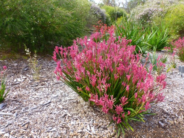 Anigozanthos kangaroo paw 'Bush Pearl'