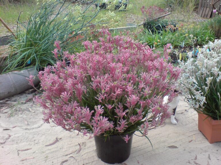 Anigozanthos Bush Pearl Kangaroo Paw Gardening With Angus anigozanthos-bush-pearl-kangaroo-paw-gardening-with-angus