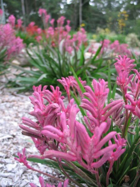 Anigozanthos ‘Bush Pearl’ – Kangaroo Paw | Gardening With Angus