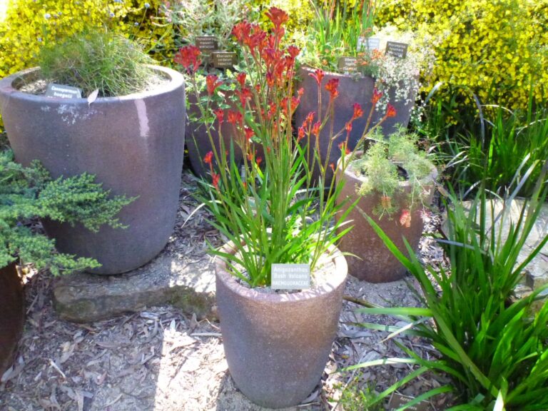 Best Australian native plants for pots and containers Gardening With Angus