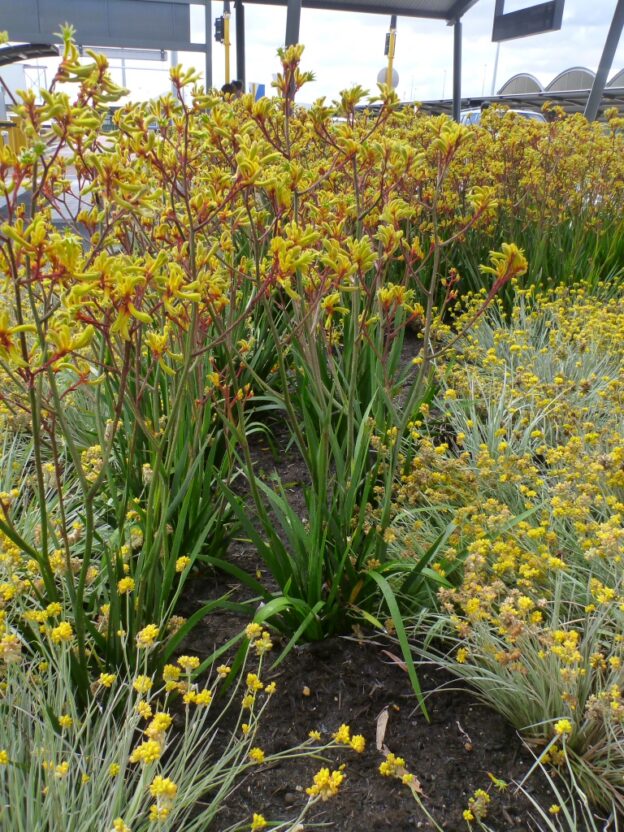 Anigozanthos ‘Gold Velvet’ – Kangaroo Paw | Gardening With Angus