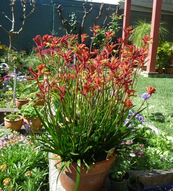 Best Australian native plants for pots and containers Gardening With Angus