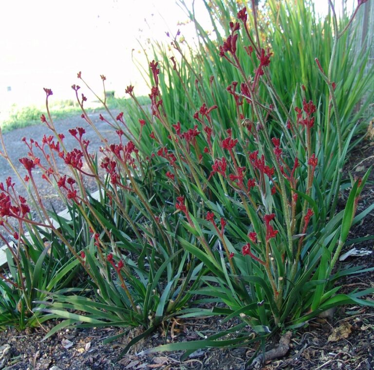 Anigozanthos ‘Ruby Velvet’ Kangaroo Paw Gardening With Angus