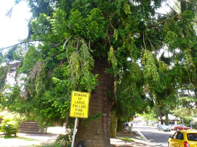 Araucaria bidwillii – Bunya Pine | Gardening With Angus