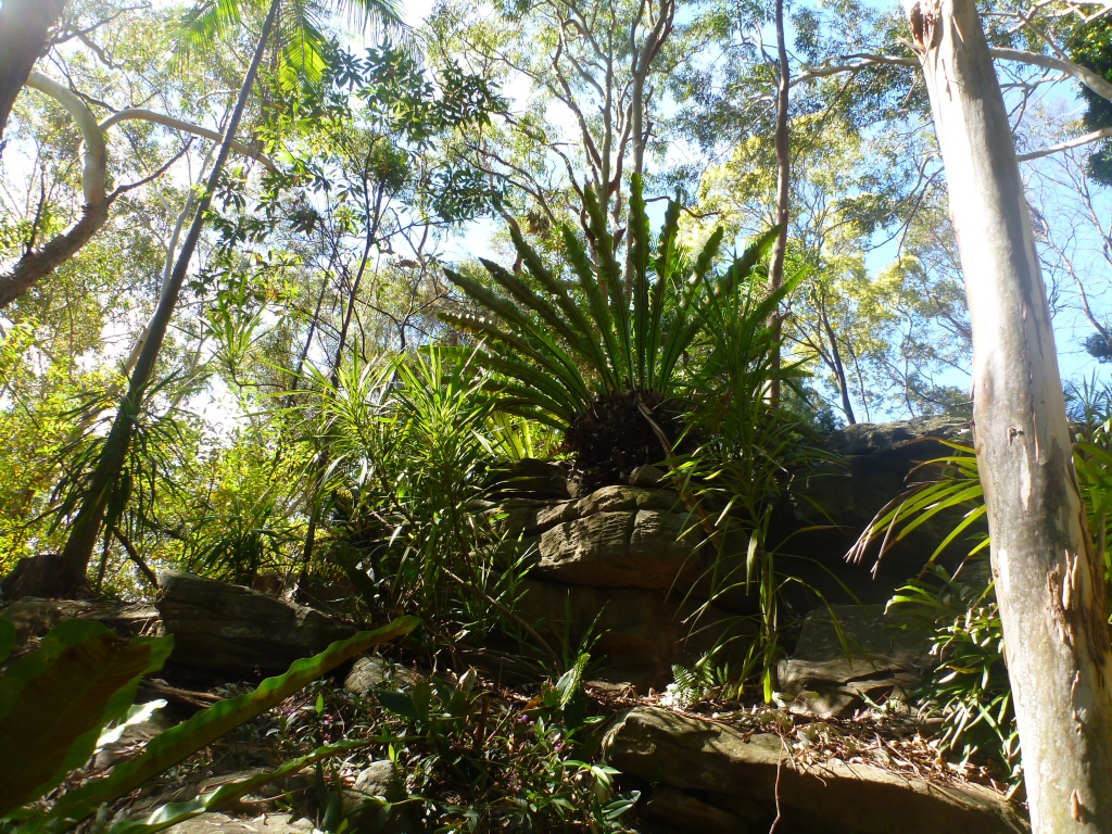 Asplenium australasicum - birds nest fern