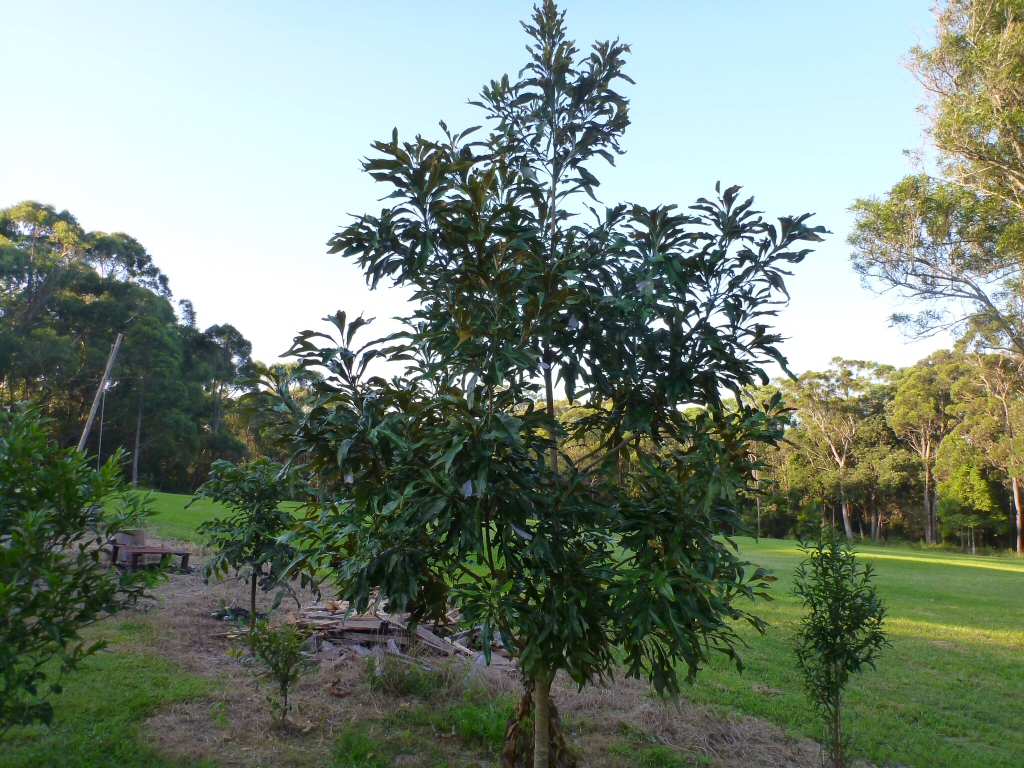 Athertonia diversifolia the atherton oak is related to macadamia nuts