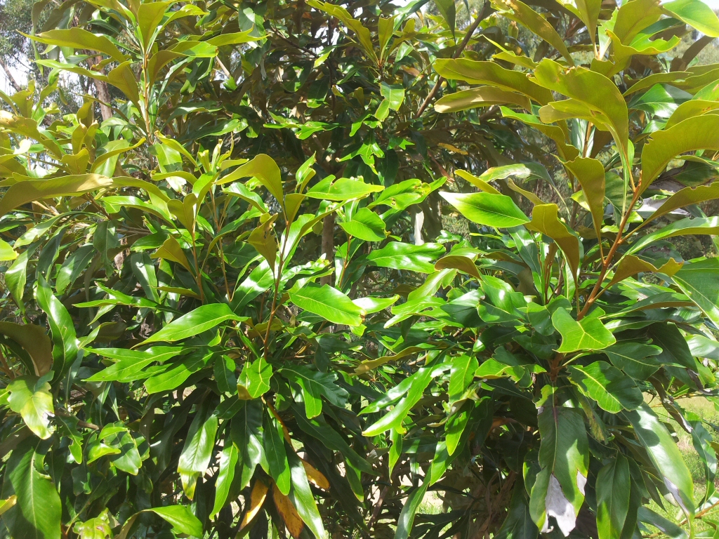 Athertonia diversifolia the atherton oak is related to the macadamia