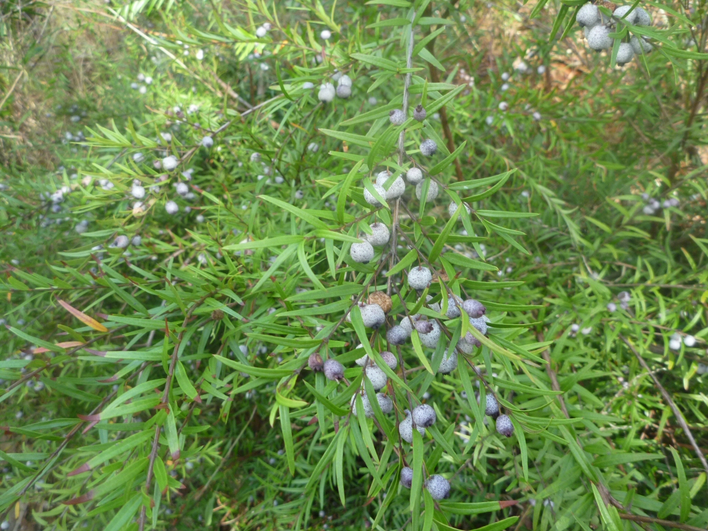 Austromyrtus dulcis - migdgin berries