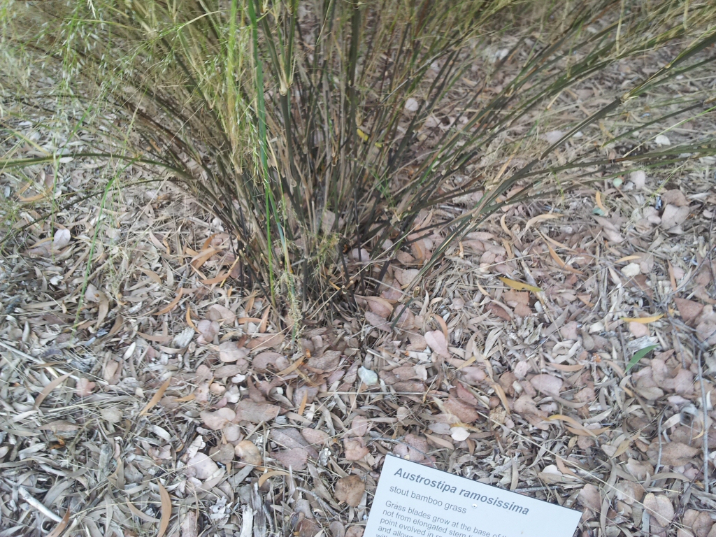 Austrostipa ramosissima - bamboo grass
