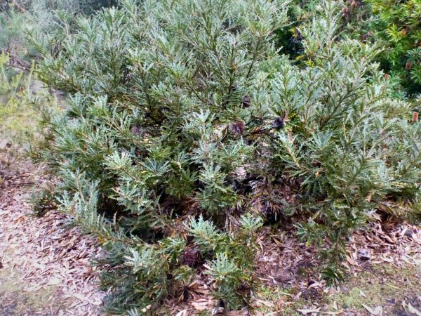 Banksia aculeata – Prickly Banksia | Gardening With Angus