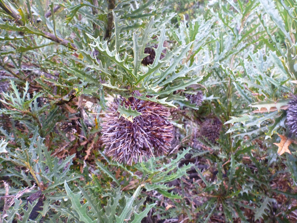 Banksia aculeate - prickly banksia