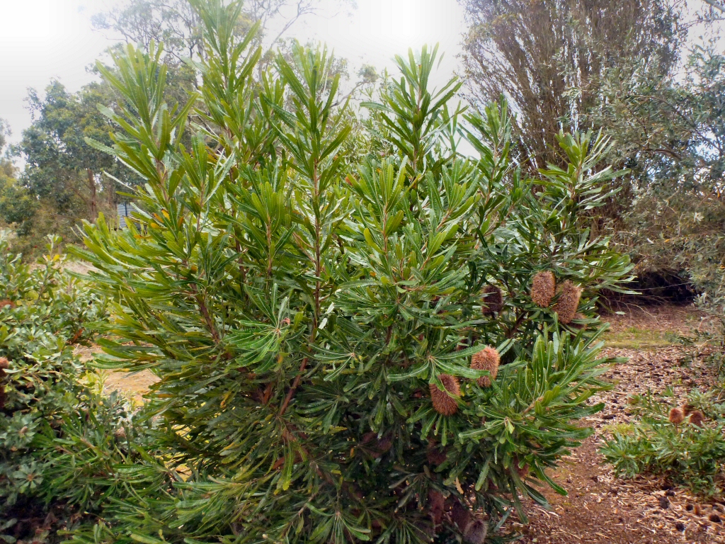 Banksia aemula - wallum banksia