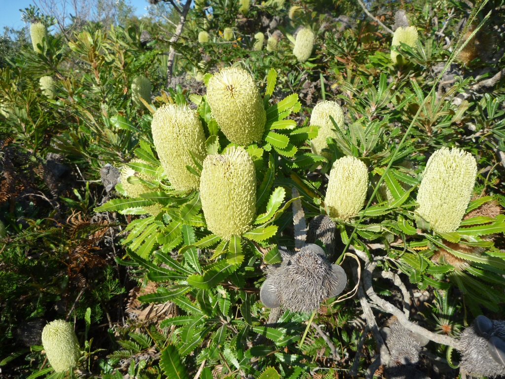 Banksia aemula - wallum banksia