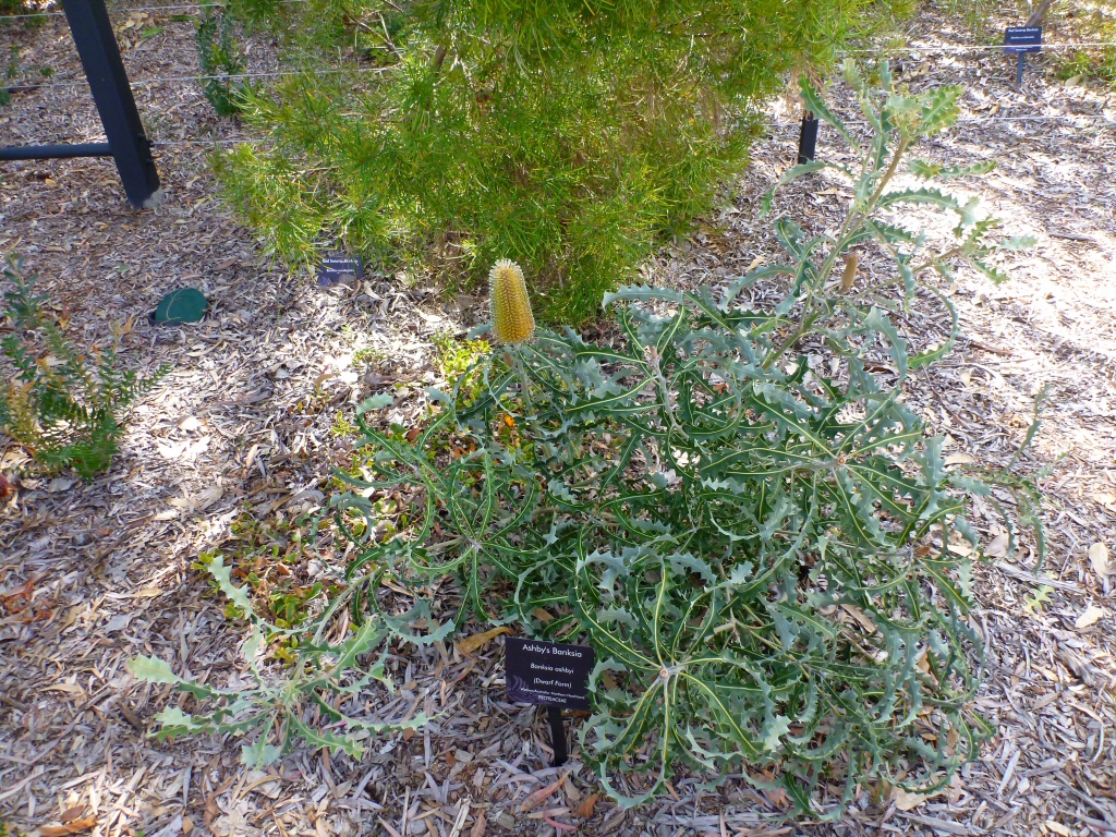 Banksia ashbyi - Ashby's Banksia