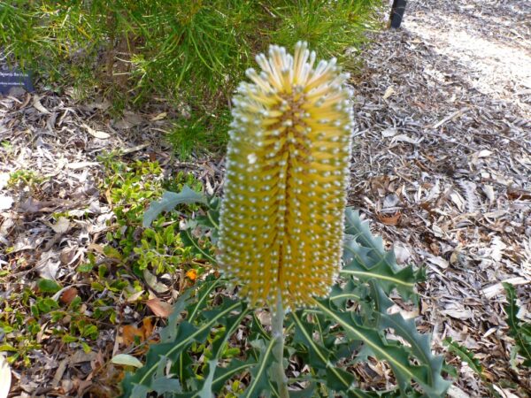 Banksia ashbyi – Ashby’s Banksia | Gardening With Angus