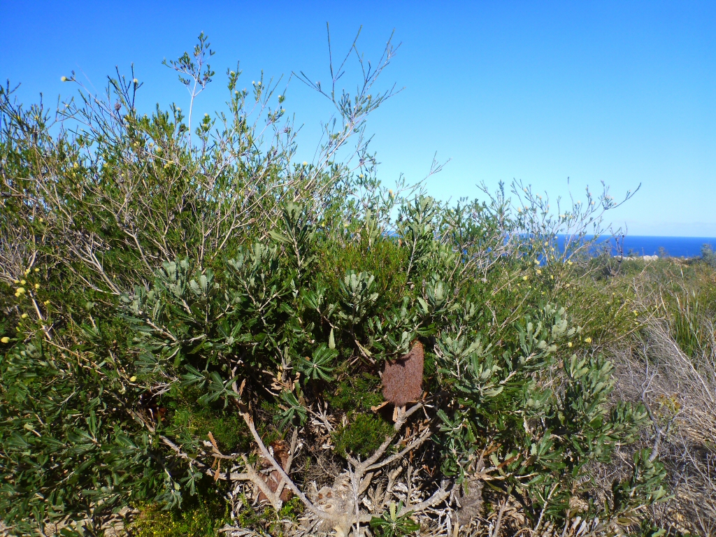 Banksia baueri - teddy bear banksia