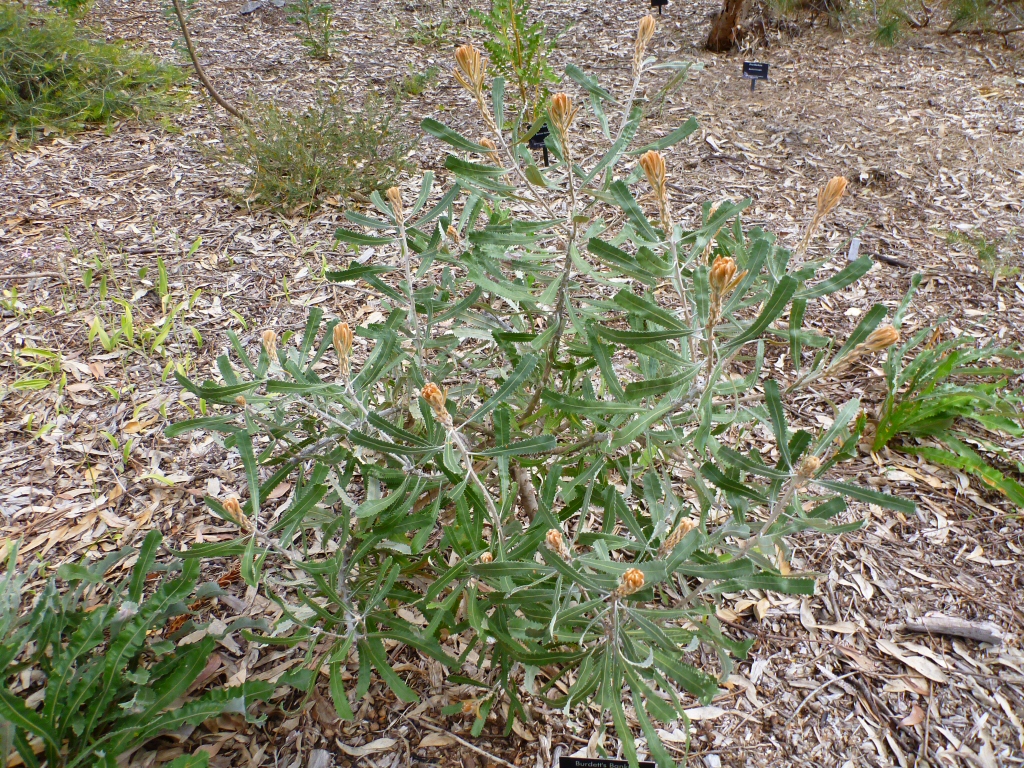 Banksia burdettii - Burdett's banksia