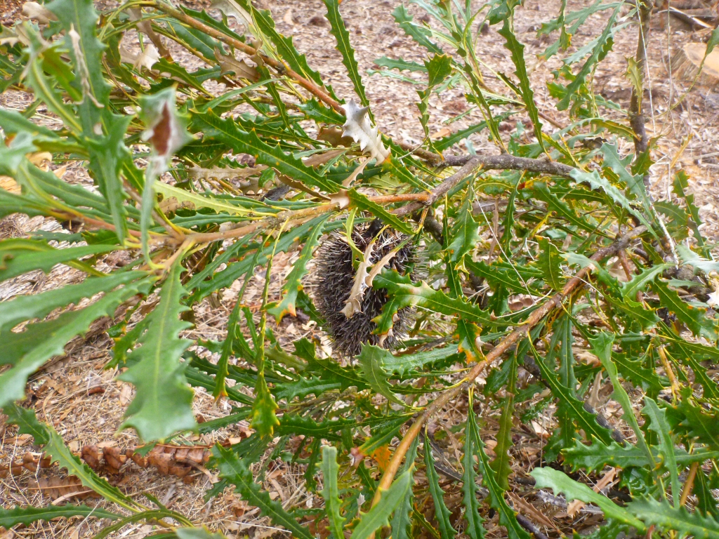 Banksia caleyi - Caley's banksia