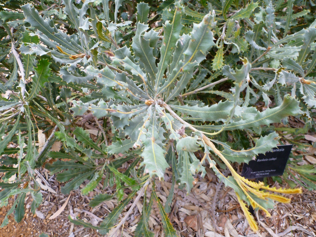 Banksia caleyi - Caley's banksia