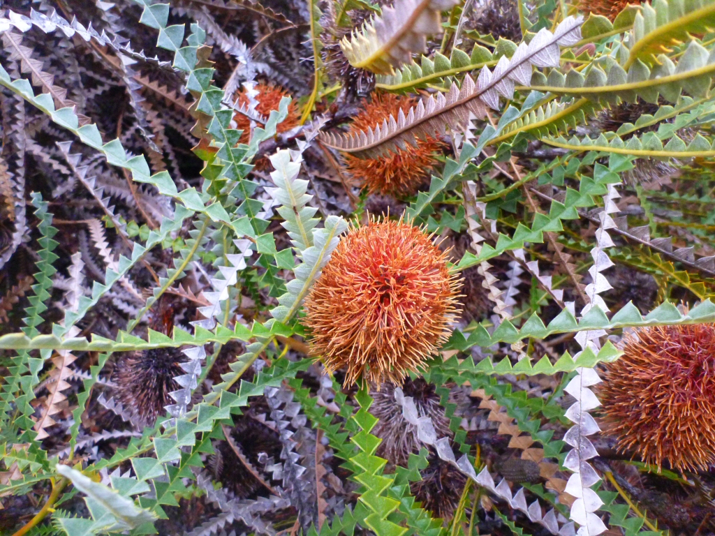 Banksia candolleana - propellor banksia