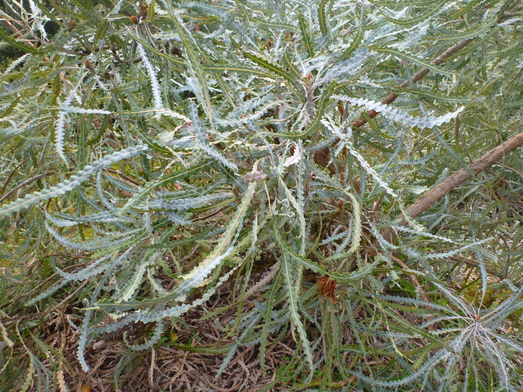 Banksia elegans - elegant banksia