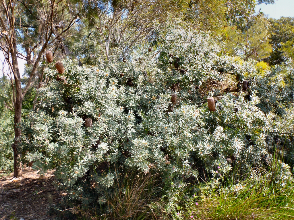 Banksia epica - epic banksia