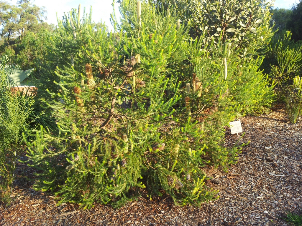 Banksia ericifolia - heath banksia