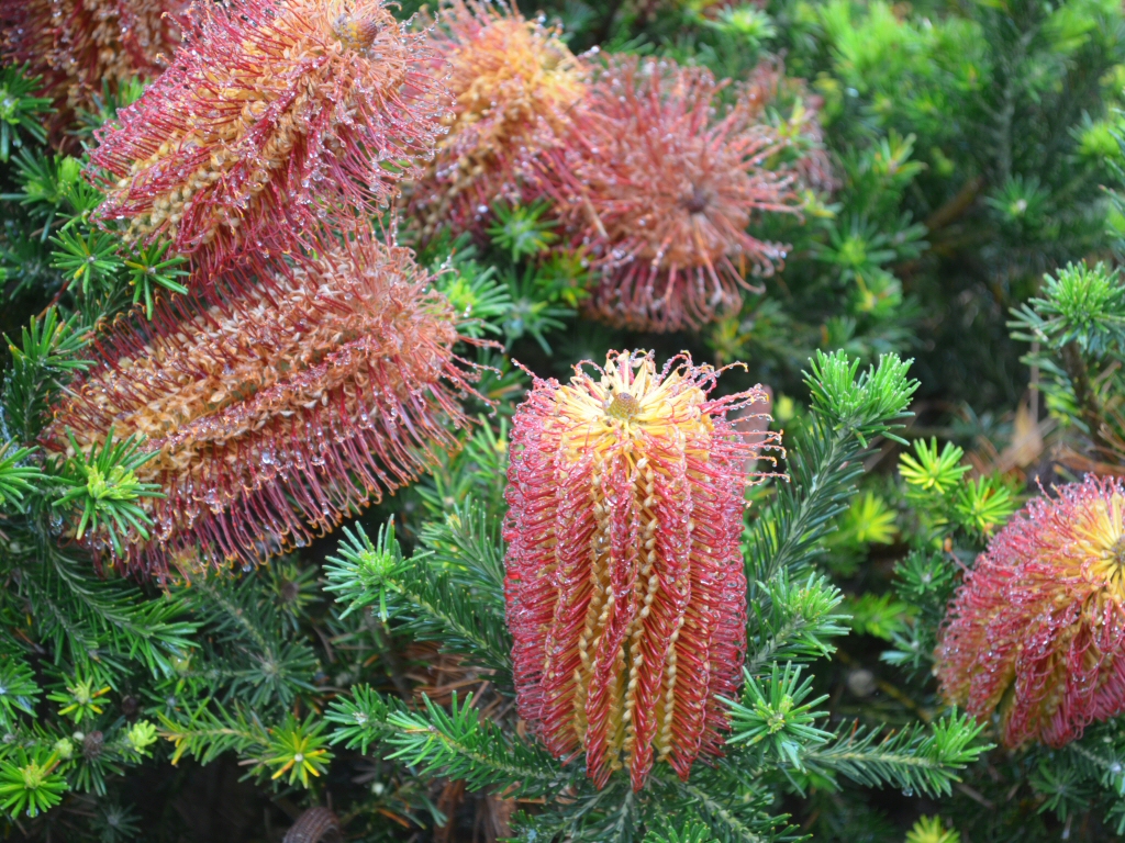 Banksia ericifolia 'Little Eric' is a brilliant australain hedge and screen plant