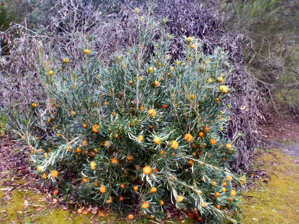 Banksia Formosa - showy dryandra