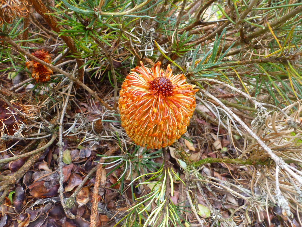 Banksia grossa has very attractive orange flowers