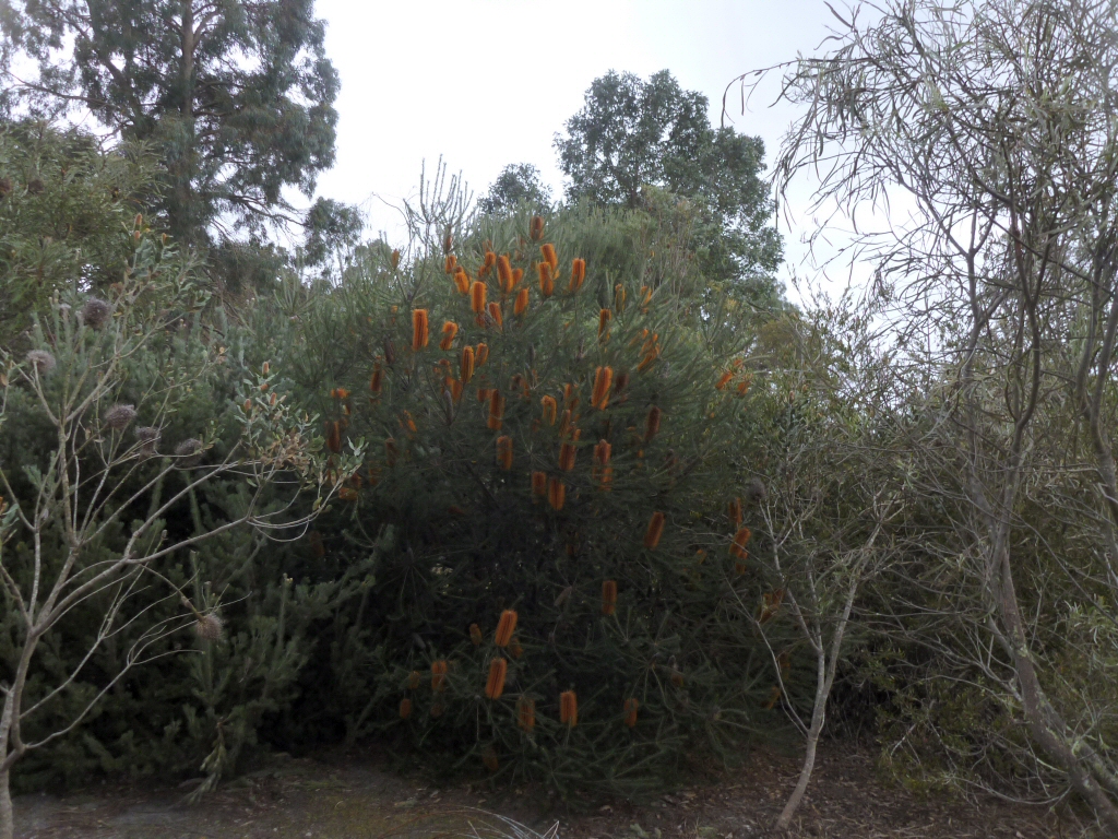 Banksia hybrid 'Yellow Wing'